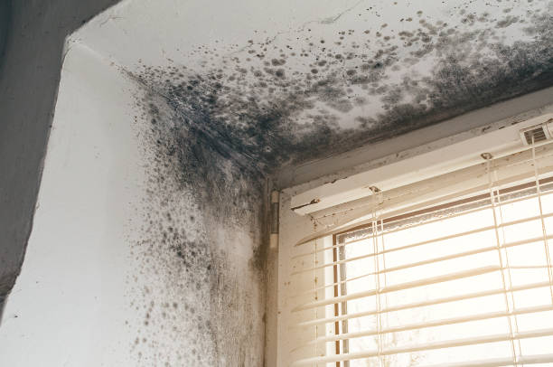Affordable Crawl Space Mold Remediation solutions in Petersburg, IL